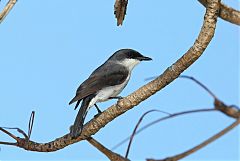 Mangrove Robin